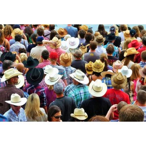 It's Stampede Season! Let's go!